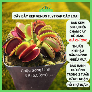 Cây bẫy kẹp, cây bắt mồi, cây ăn thịt venus flytrap các loại i ba tri nhỏ
