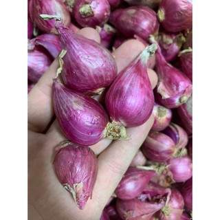 Hành tím lý sơn loại 1