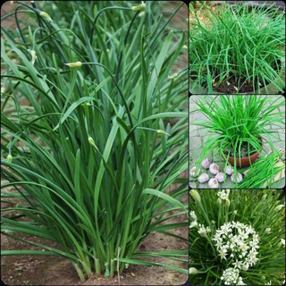 Hạt giống rau hẹ ta ,rau gia vị -gói 1gram