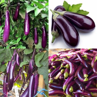 Hạt giống cà tím dài ruột xanh- gói 2gram