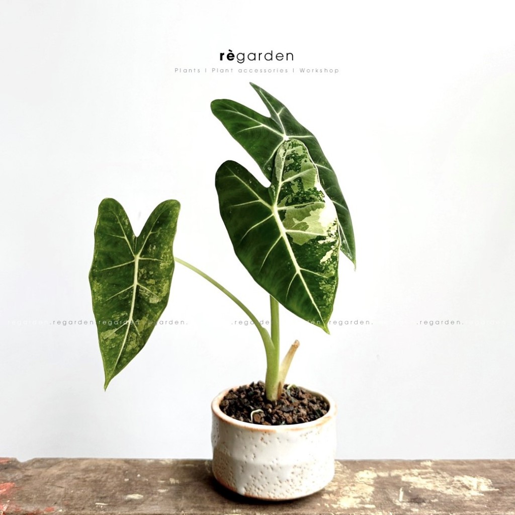 Cây Lá Môn Nhung Var - Alocasia Frydek Var Nhỏ Cho Người Mới Tập Trồng (Chậu nhựa cứng)