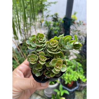 Sen đá sedum