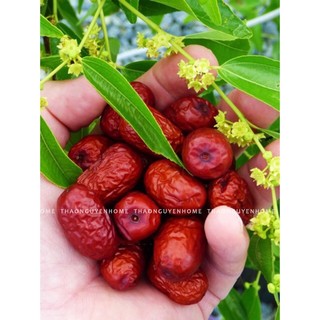 Táo đỏ (hồng táo) chắc quả thơm phức mật táo