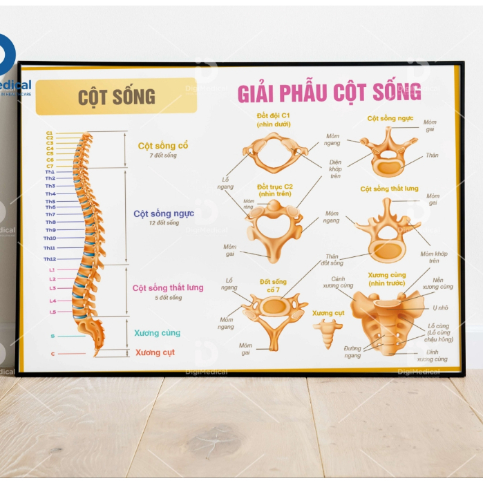 (Decal Dán) Giải phẫu cột sống