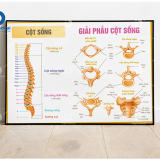 Giải phẫu cột sống