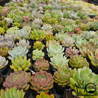  combo 10 cây sen đá bầu HUONG GIANG GARDEN chọn ngẫu nhiên size 6-7 cm 