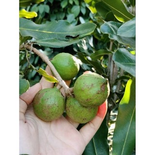 Hạt macca tươi chưa rang chưa tách vỏ - Macca Lâm Đồng nhà trồng