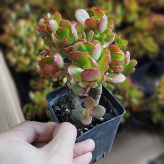 Sen đá ngọc bích thụ cao 15cm, đkinh chậu nhựa 7x7cm