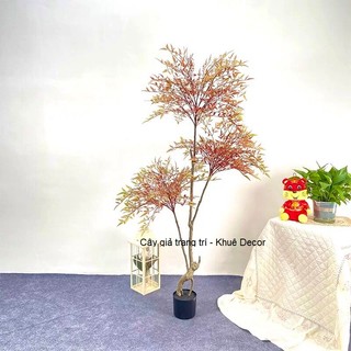 Cây nam thiên trúc giả - cao 1m6