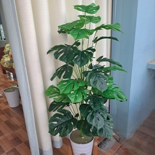- Cây giả, Cây trầu bà lá rách, cây trầu bà nam mỹ cao 1M2, Mẫu cây decor siêu hót hít ạ