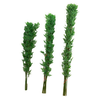 Combo 10 cây trúc xịn nhiều lá độ cao 120cm - 200cm