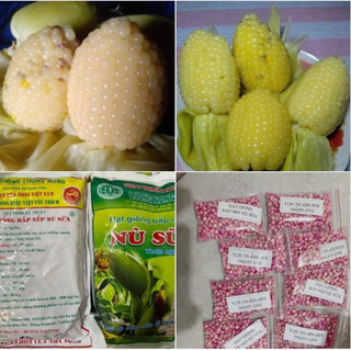 Combo 2 gói Hạt giống Ngô nếp nù,bắp nếp nù -gói 100gram