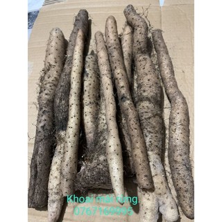 Củ khoai mài tươi, hoài sơn tươi loại 1 .