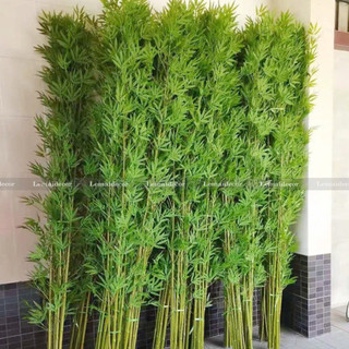 combo 20 cây trúc 200 cm nhiều lá, và 4 chậu nhựa hàng rào