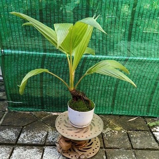 Dừa bonsai - loại không có gáo