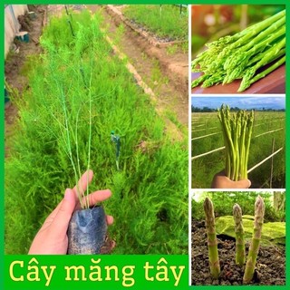COMBO 5 CÂY GIỐNG MĂNG TÂY XANH CAO SẢN tặng 1 cây kèm phân bón
