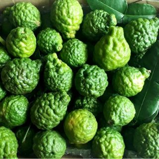 CÂY GIỐNG CHANH CHÚC  THÁI(chanh não người)