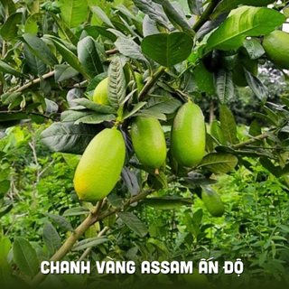 Cây chanh Assam Ấn Độ (chanh quả dài không hạt) làm gia vị- Trang trí vườn- Cây hoa kiểng Đồng Tháp