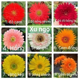 Cây giống hoa đồng tiền cao, lùn, đủ màu( bán bầu ảnh thật hình cuối)