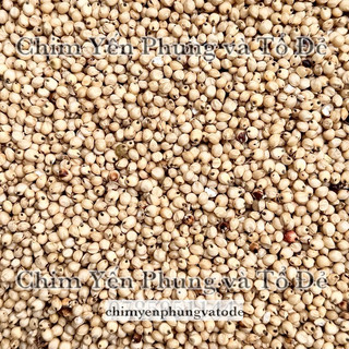 1kg hạt bo bo trắng (ý dĩ) đã xử lí sạch dùng để nấu chè..