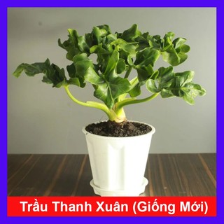 Cây Trầu Bà Thanh Xuân (Giống Mới) Philodendron Atom - cây cảnh trong nhà tạo không gian xanh