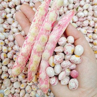500gr ĐẬU CÚC ĐÀ LẠT