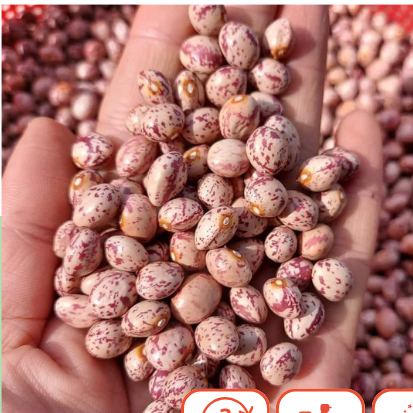 1kg ĐẬU CÚC ĐÀ LẠT