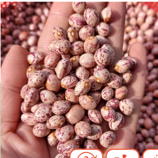 1kg ĐẬU CÚC ĐÀ LẠT