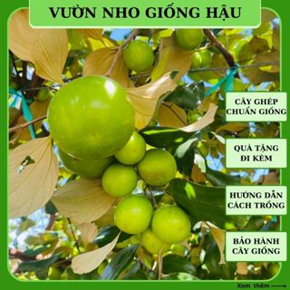 Cây táo giống Thái da xanh Ninh Thuận siêu trái trồng chậu sân thượng TT12