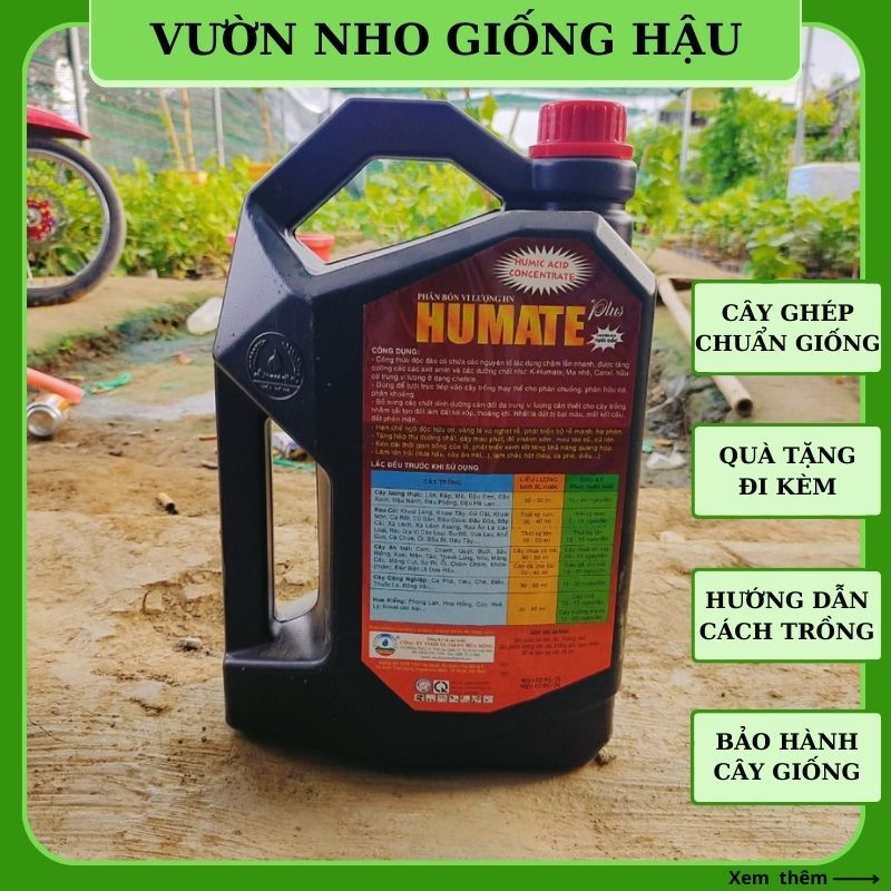 Phân bón Humic Humate vi lượng hữu cơ phục hồi cây ra rễ mạnh PB10