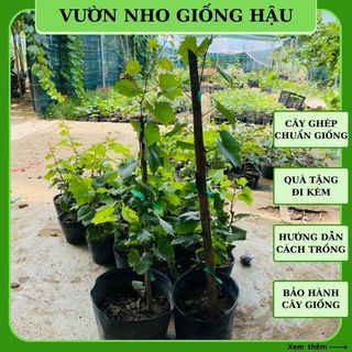 Cây nho giống Ninh Thuận thân dây leo giàn 1 mét trưởng thành trồng chậu NC14