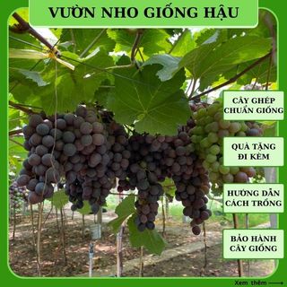 Cây giống nho Bailey Ninh Thuận thân dây leo giàn trồng chậu sân thượng