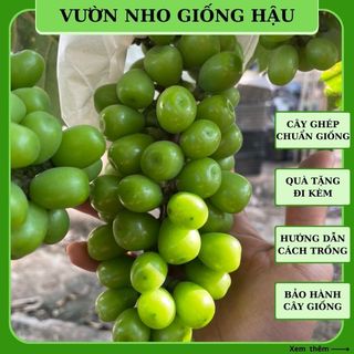 Cây nho giống Mẫu đơn không hạt sữa Nhật Bản leo giàn trồng chậu ND09