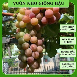 Cây nho giống Kyoho Đỏ thân dây leo giàn Ninh Thuận