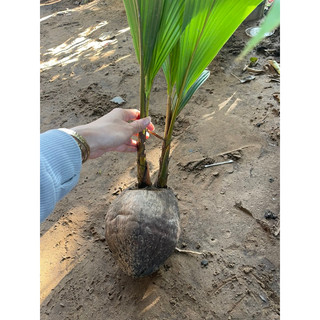  BẦU  ĐẤT  DỪA XIÊM LÙN 2 NGỌN 
