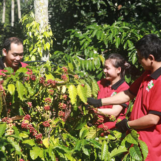 Cà Phê Phin Túi Lọc - G20 COFFEE (Gói)
