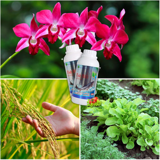 Phân Cá Fish Bio Chai 500ml - Phân Đạm Cá Không Mùi Sinh Học