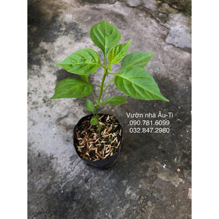 Cây ớt peru Aji Charapita , ớt đắt nhất thế giới
