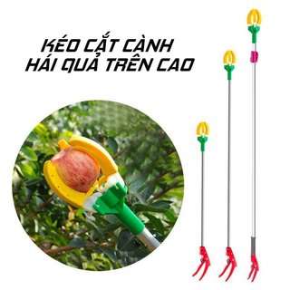 Kéo hái cành hoa quả trên cao | Kéo chụp trái cây hoa quả | Kéo hái giữ hoa quả C71