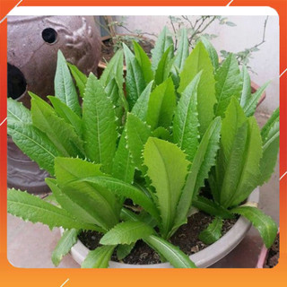 Hạt giống diếp nếp xanh - 2000 hạt - HGNK