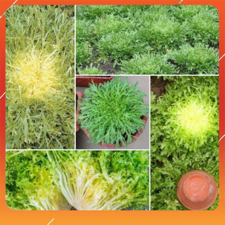 Hạt giống xà lách san hô - nhập khẩu nguyên bao bì goi 1200 hạt - HGNK