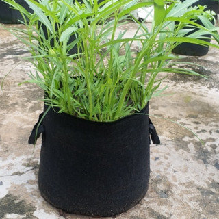 Túi vải trồng cây, trồng hoa củ quả và các loại cây cảnh, có quai cầm siêu bền nhiều kích thước