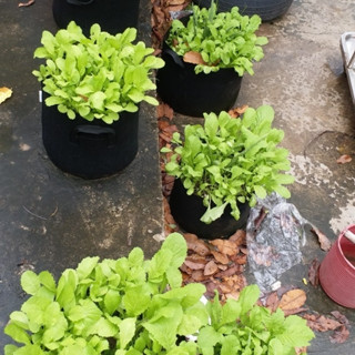 Túi vải, chậu vải trồng cây siêu bền, tái sử dụng nhiều lần bảo vệ môi trường, có quai cầm tiện lợi