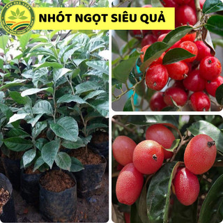 Cây giống nhót ngọt chuẩn giống 100 %, cây siêu trái dễ trồng, cây phù hợp với khí hậu 3 vùng miền