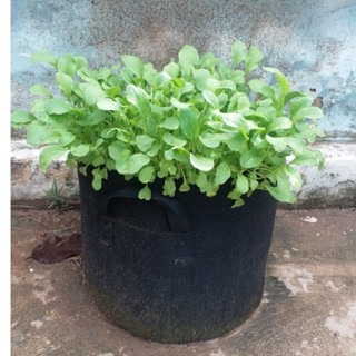 Túi vải trồng cây, chậu vải trồng cây, hoa củ quả, có quai cầm siêu bền màu đen nhiều kích thước