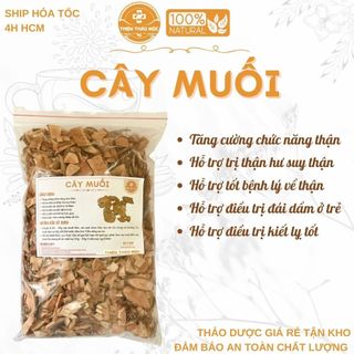 500g cây muối - hỗ trợ suy thận, thận yếu, thận hư, đau nhức xương khớp