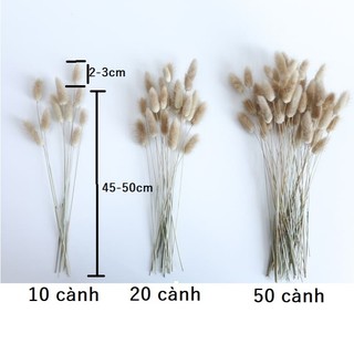 Hoa đuôi thỏ khô ( bunny tails)