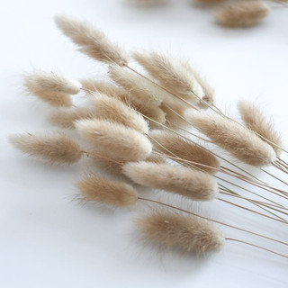 Hoa đuôi thỏ khô ( bunny tails)