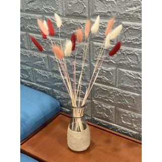 Hoa đuôi thỏ khô ( bunny tails)
