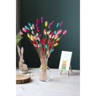 Hoa đuôi thỏ khô ( bunny tails)